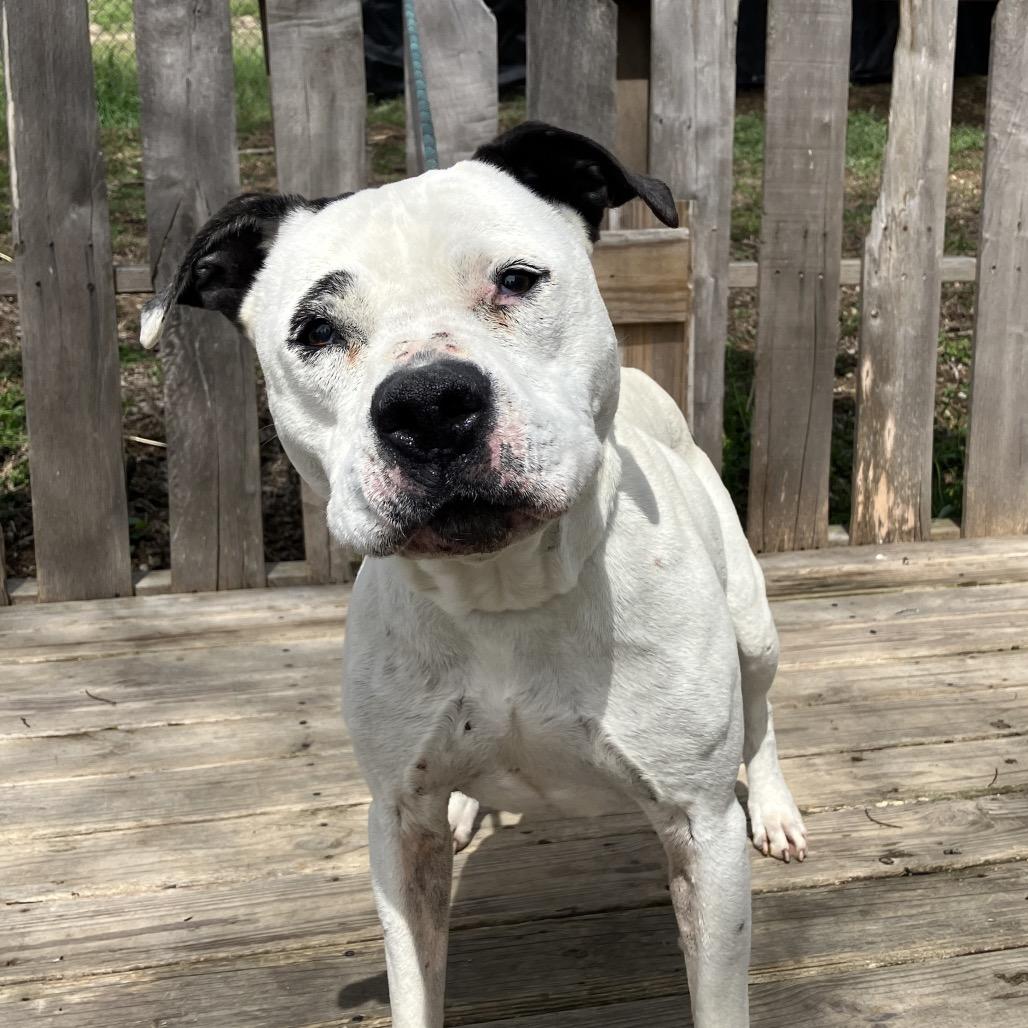 Enlarge Ruth, a Adoptable Mixed Breed in Pulaski, TN image 1/5