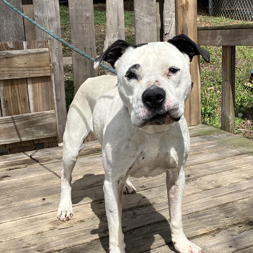 Enlarge Ruth, a Adoptable Mixed Breed in Pulaski, TN image 2/5