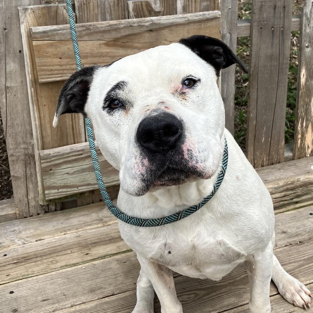 Enlarge Ruth, a Adoptable Mixed Breed in Pulaski, TN image 3/5