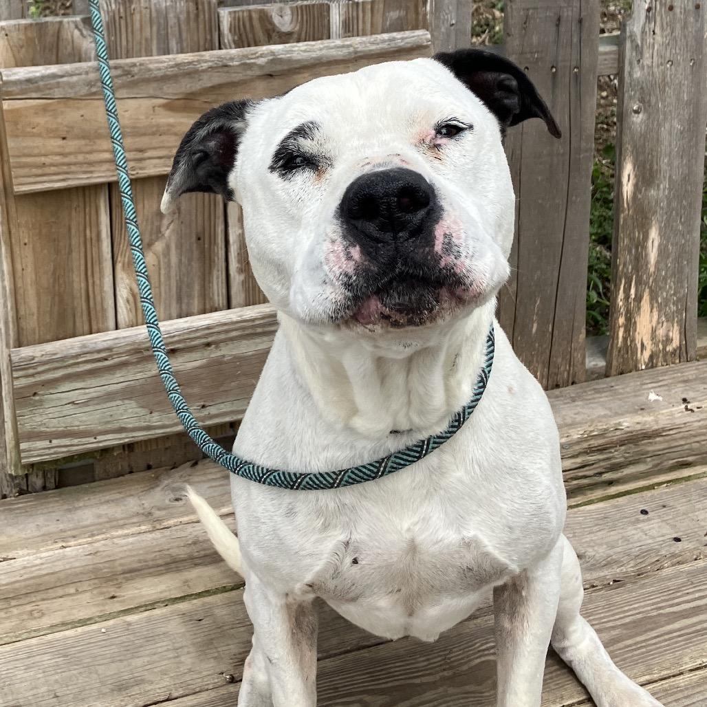 Enlarge Ruth, a Adoptable Mixed Breed in Pulaski, TN image 4/5