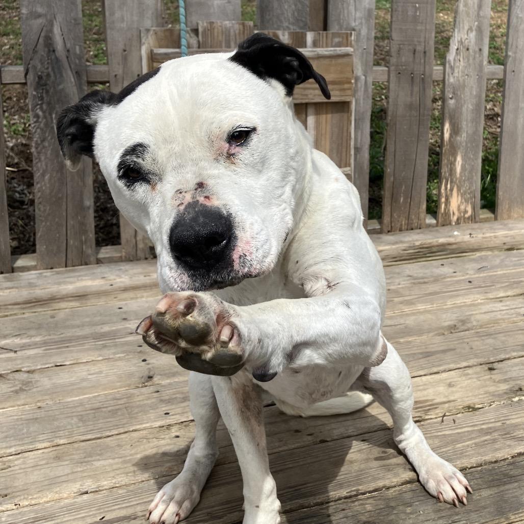 Enlarge Ruth, a Adoptable Mixed Breed in Pulaski, TN image 5/5