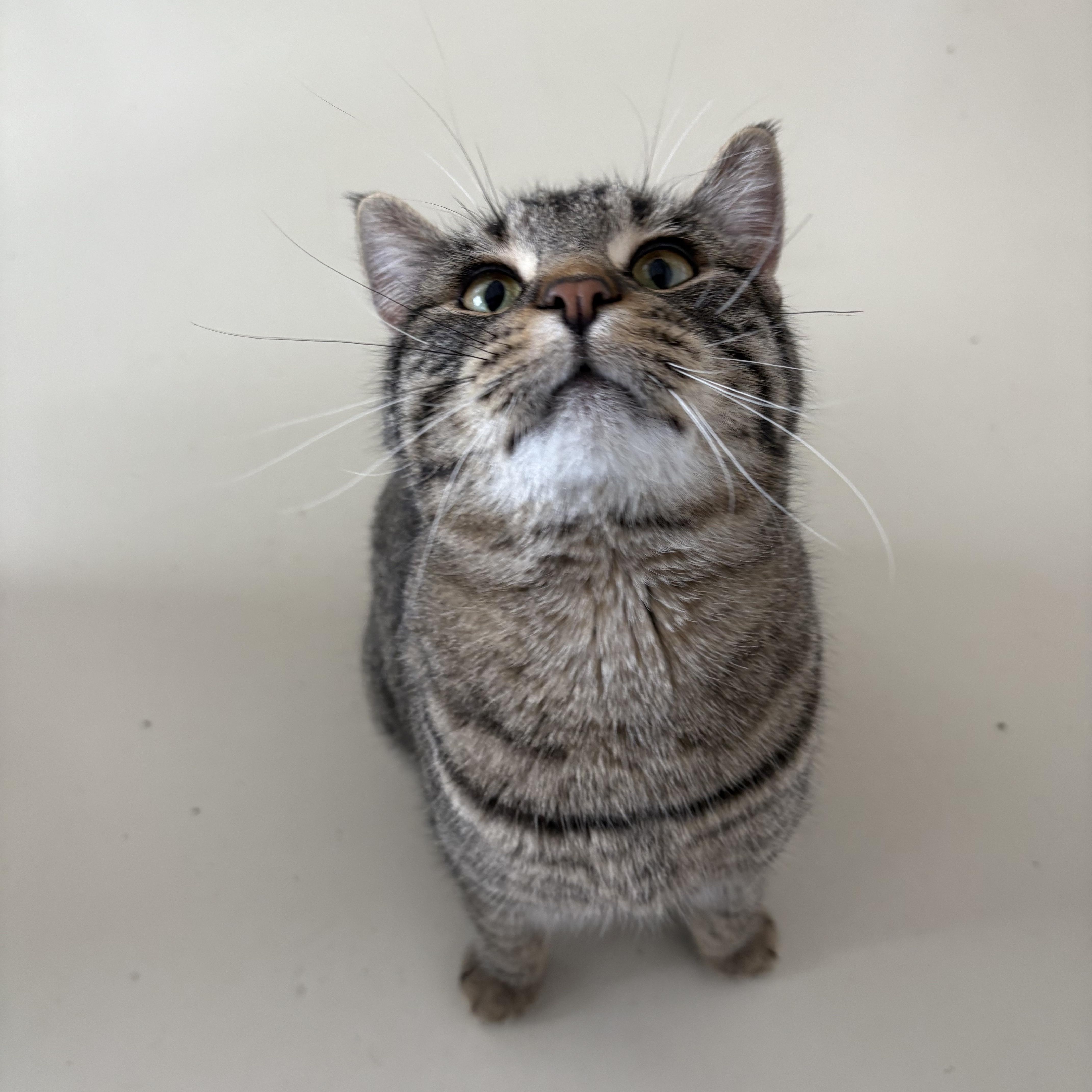 Enlarge Jasper, a ADOPTABLE Domestic Short Hair in Black River Falls, WI image 1/1