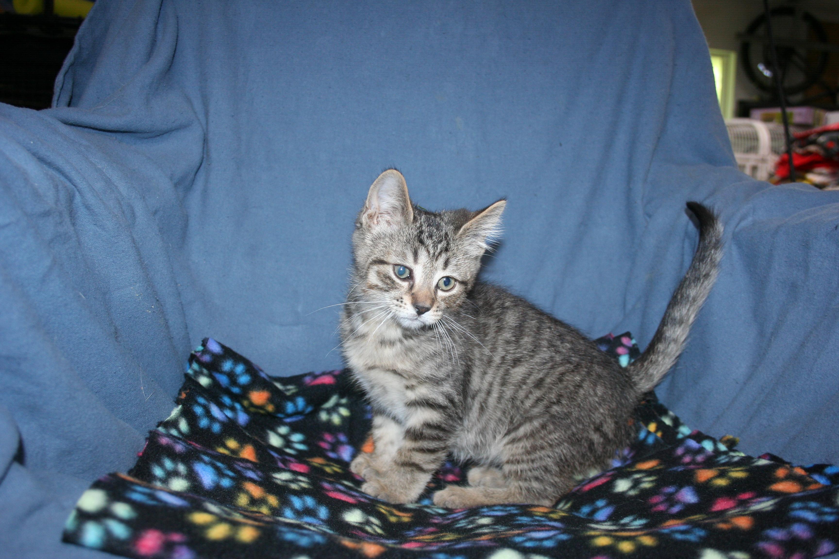 Enlarge Pickle - ADOPTION PENDING , an adopted mixed breed in Howell, MI image 2/3