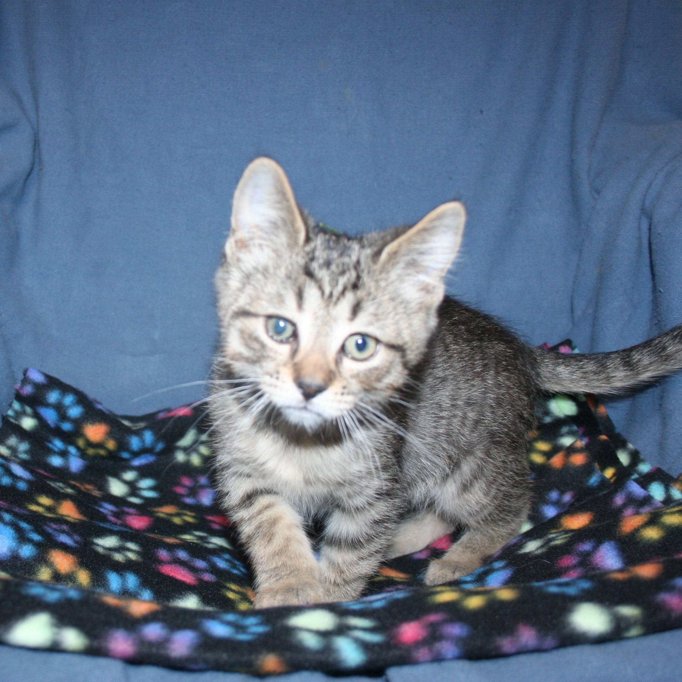 Pickle - ADOPTION PENDING , Adoptable, Kitten Male Tabby.