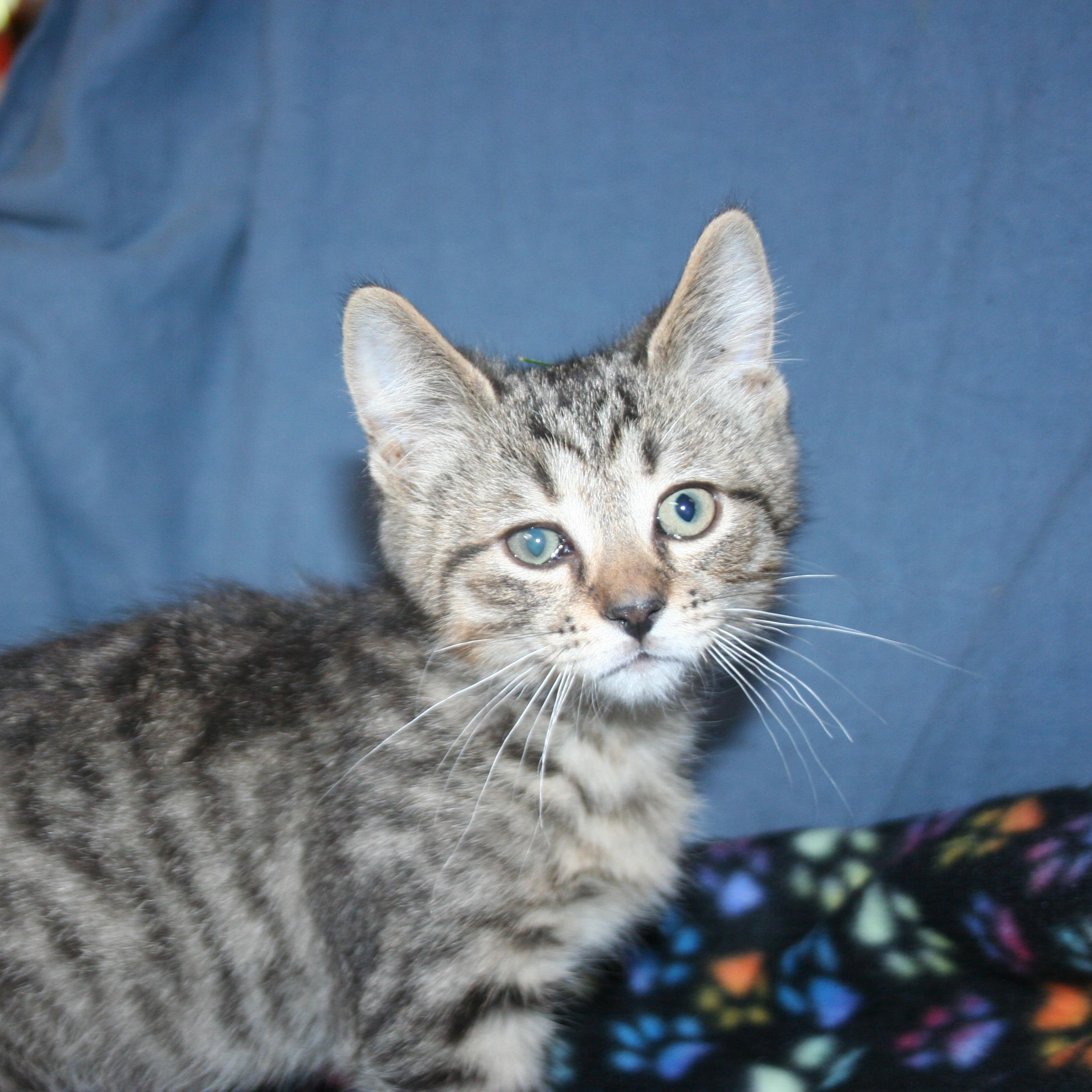 Enlarge Pickle - ADOPTION PENDING , an adopted mixed breed in Howell, MI image 3/3