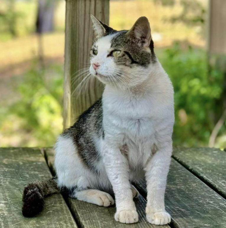 Otis FIV(+), a Adoptable mixed breed in Oxford, MS image 1/2