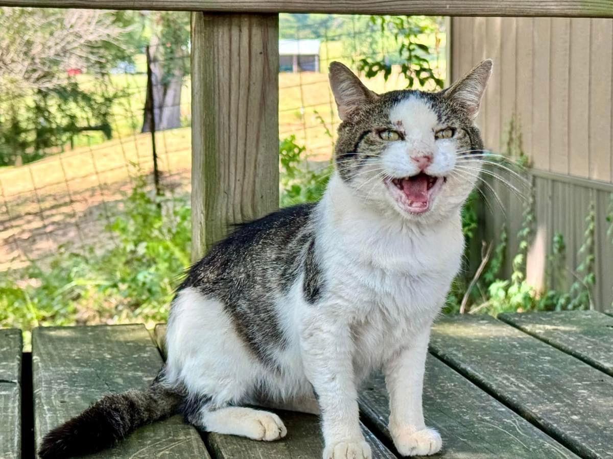 Otis FIV(+), a Adoptable mixed breed in Oxford, MS image 2/2