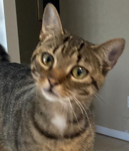 Little Tina - 'loves too much!', Adult Female unknown