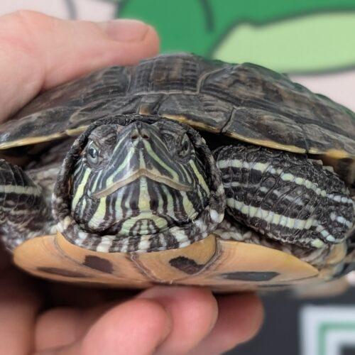 Enlarge Conchita, a Adoptable Red-Eared Slider in Pefferlaw, ON image 1/1