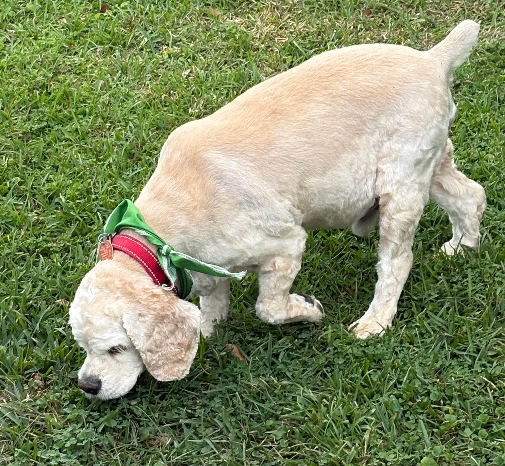 Enlarge Duran, a ADOPTABLE Cocker Spaniel in Lake City, FL image 1/4