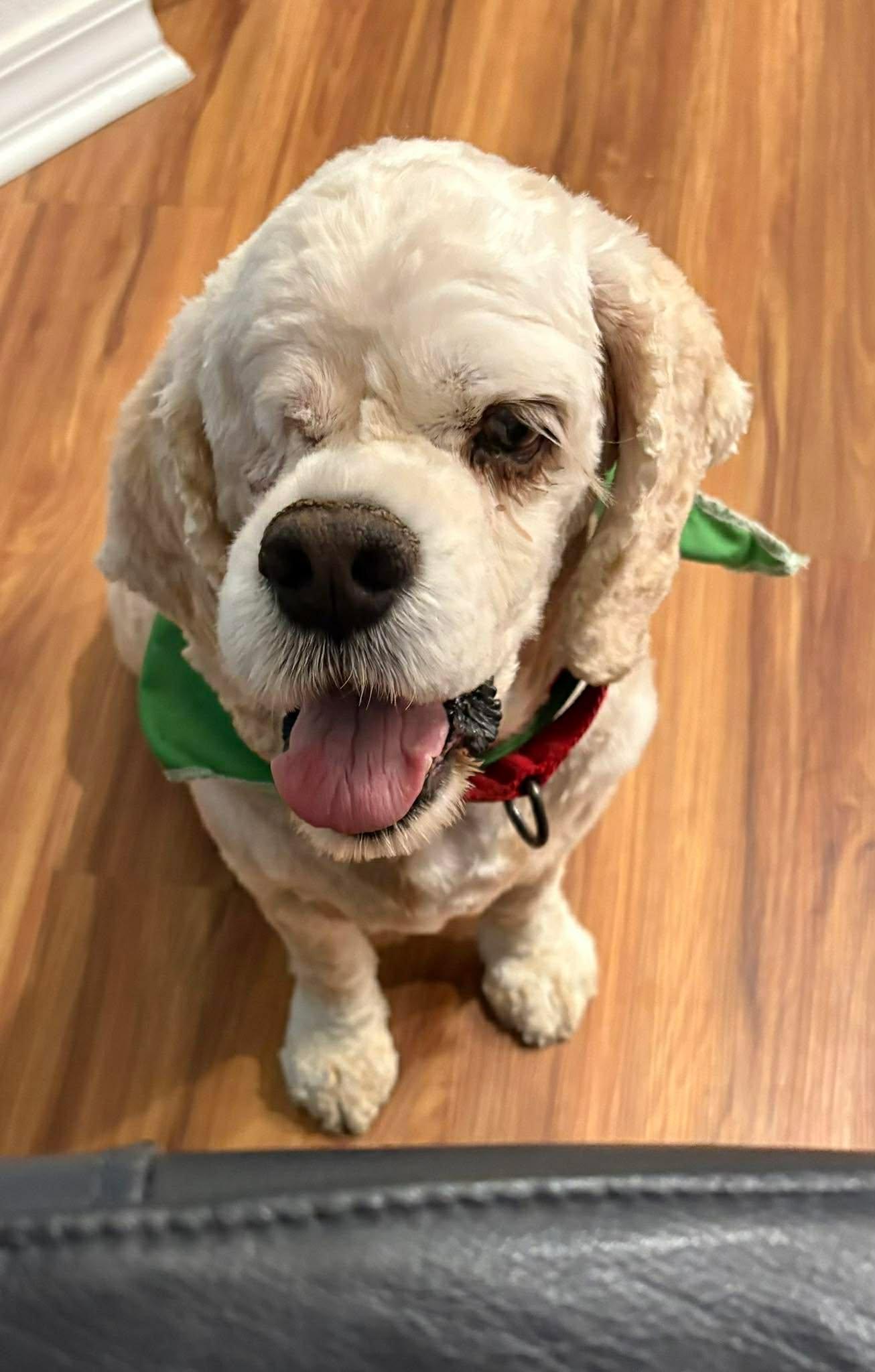 Enlarge Duran, a ADOPTABLE Cocker Spaniel in Lake City, FL image 4/4