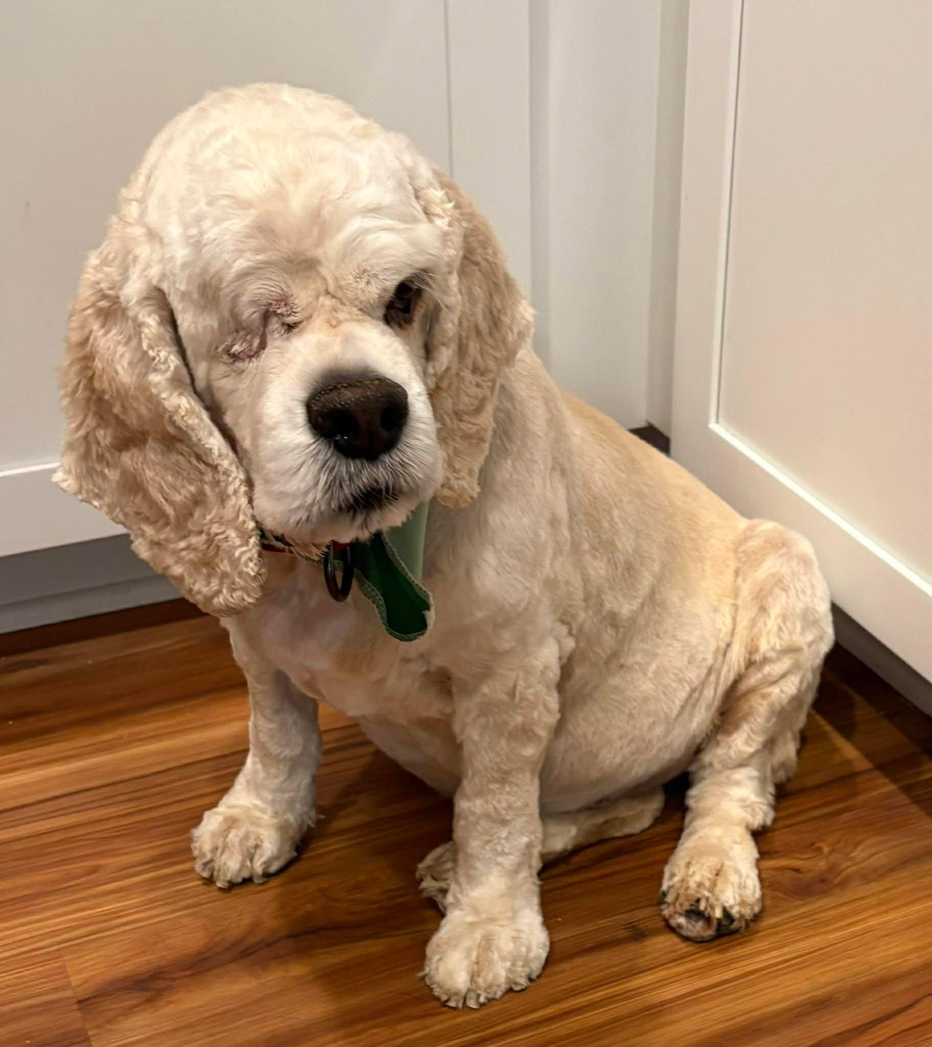 Enlarge Duran, a ADOPTABLE Cocker Spaniel in Lake City, FL image 2/4