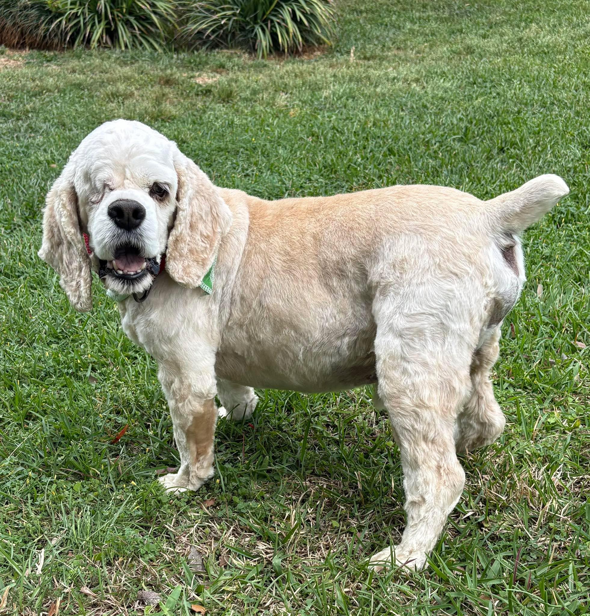 Enlarge Duran, a ADOPTABLE Cocker Spaniel in Lake City, FL image 3/4