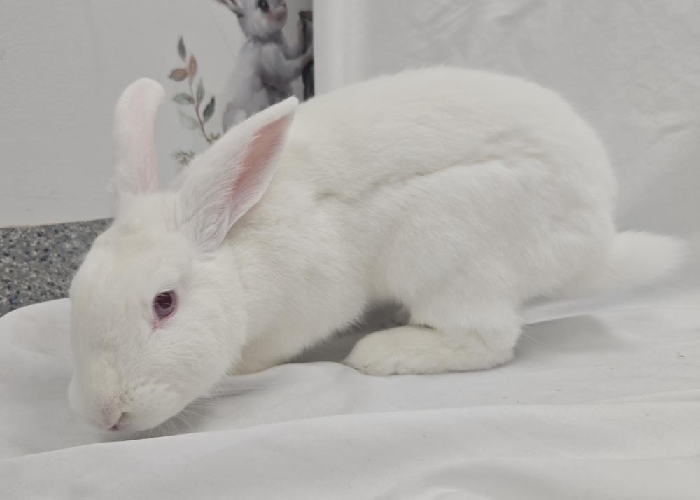 Alvin, Adoptable, Adult Male Bunny Rabbit.