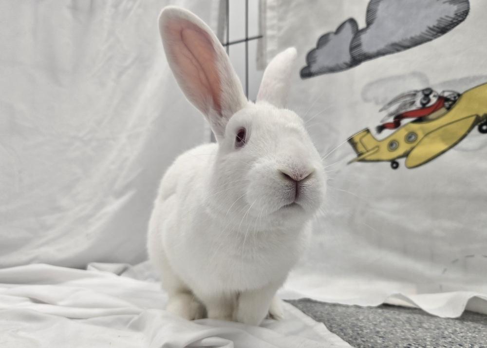Enlarge Alvin, a Adoptable Bunny Rabbit in Westford, MA image 2/6