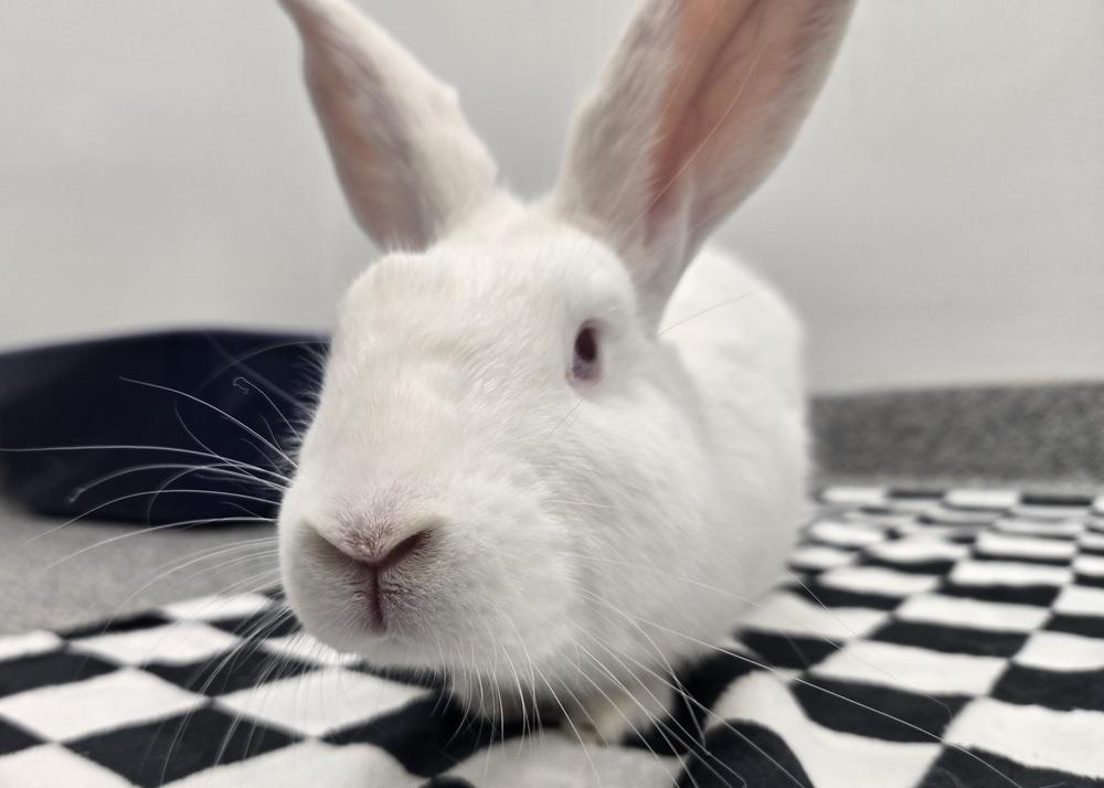 Enlarge Alvin, a Adoptable Bunny Rabbit in Westford, MA image 3/6
