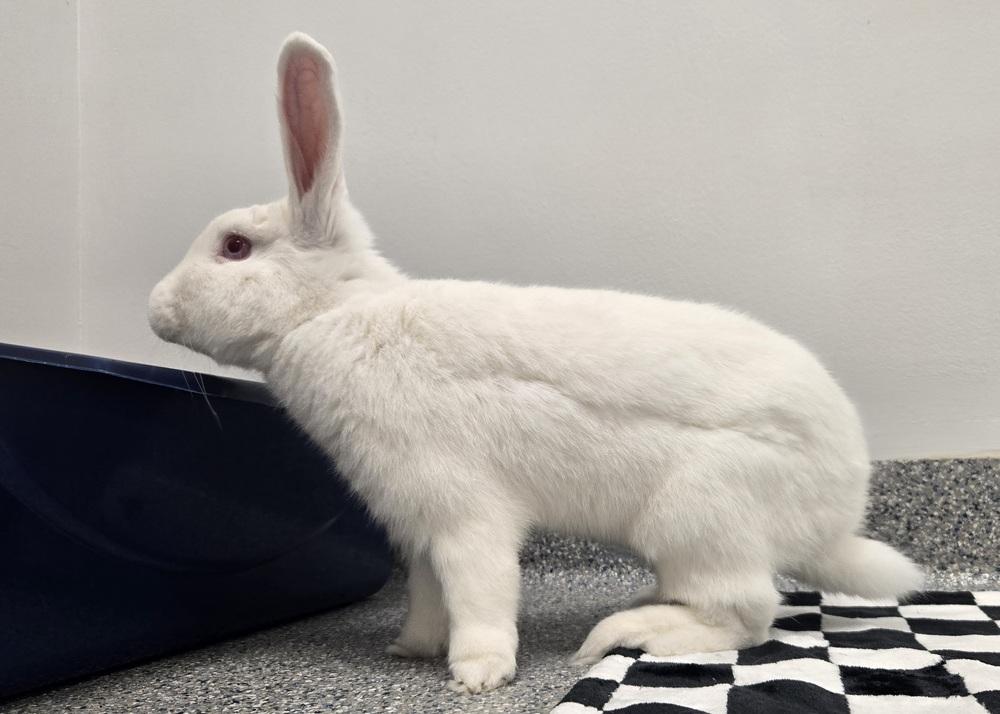 Enlarge Alvin, a Adoptable Bunny Rabbit in Westford, MA image 4/6