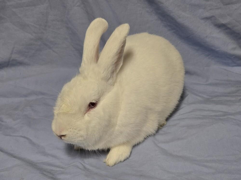 Enlarge Alvin, a Adoptable Bunny Rabbit in Westford, MA image 5/6