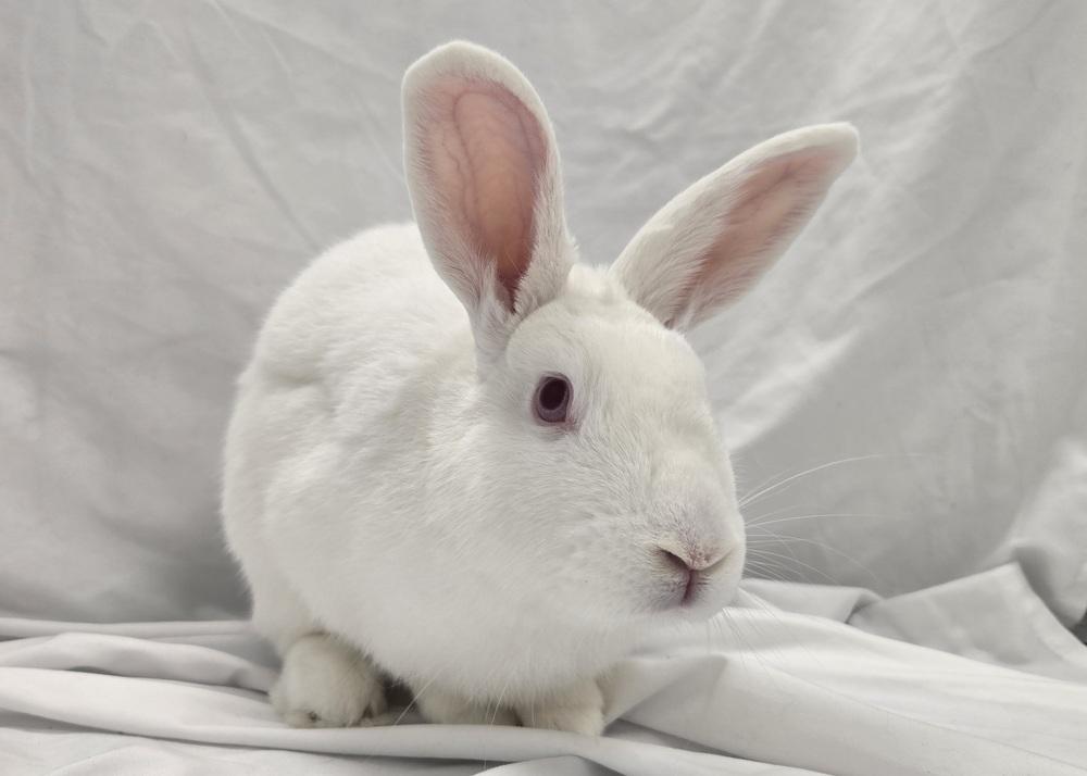 Enlarge Alvin, a Adoptable Bunny Rabbit in Westford, MA image 6/6