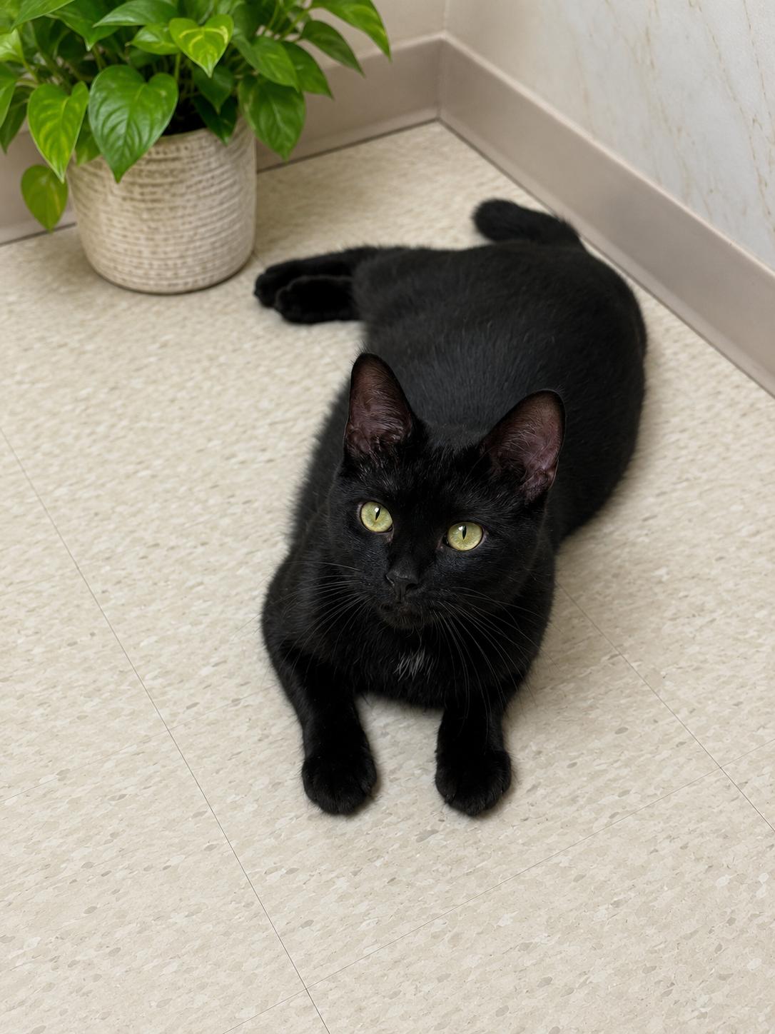 Kitten (Kit), ADOPTABLE, Young Male Domestic Short Hair.