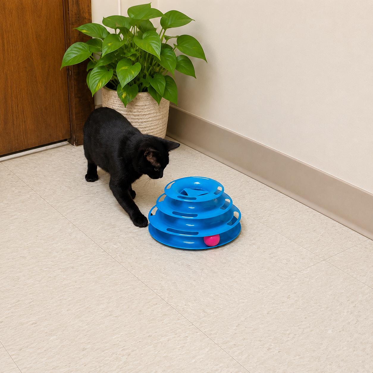 Kitten (Kit), a ADOPTABLE Domestic Short Hair in Seminole, OK image 3/3