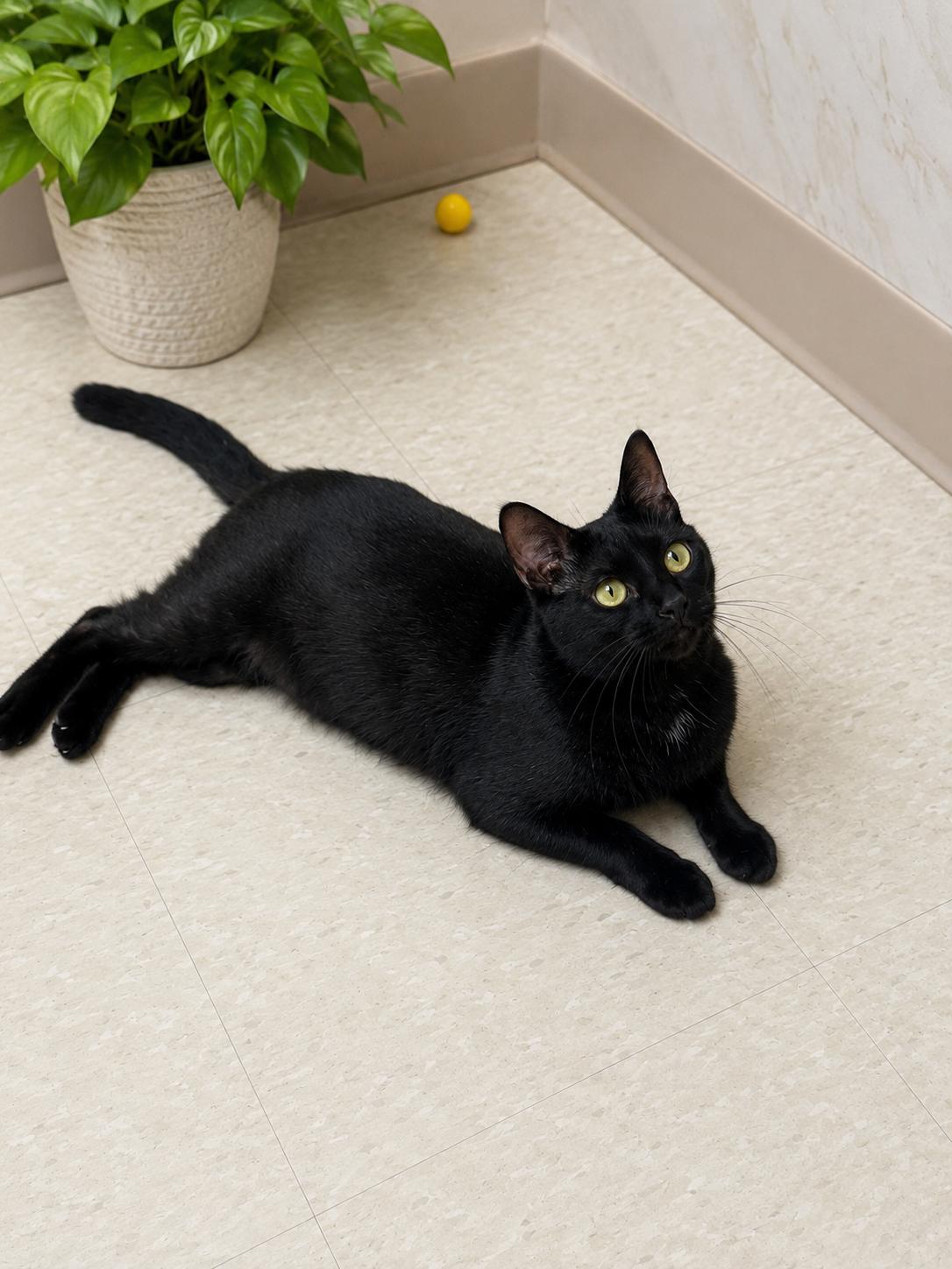 Kitten (Kit), a ADOPTABLE Domestic Short Hair in Seminole, OK image 2/3