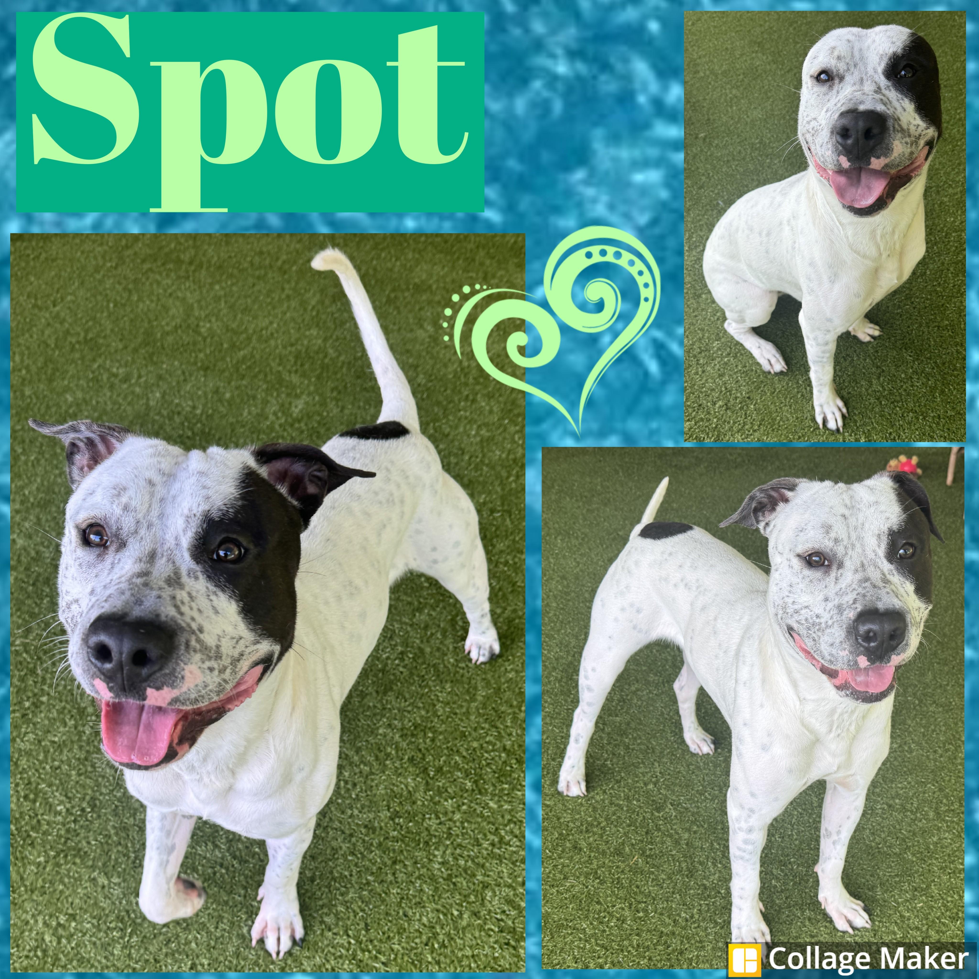 Enlarge Spot, a ADOPTABLE mixed breed in Clearfield, PA image 1/1