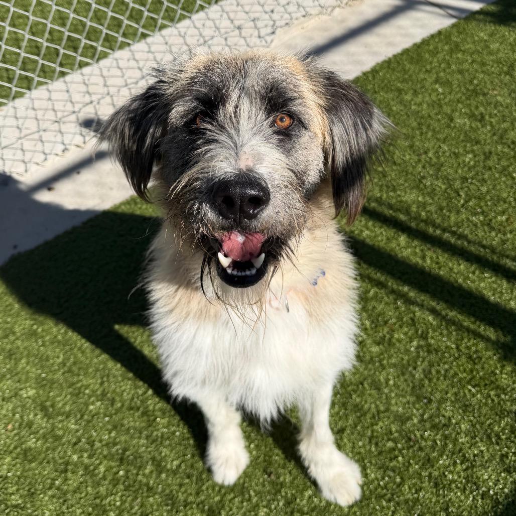 Bandit, Adoptable, Young Male Husky & Poodle.