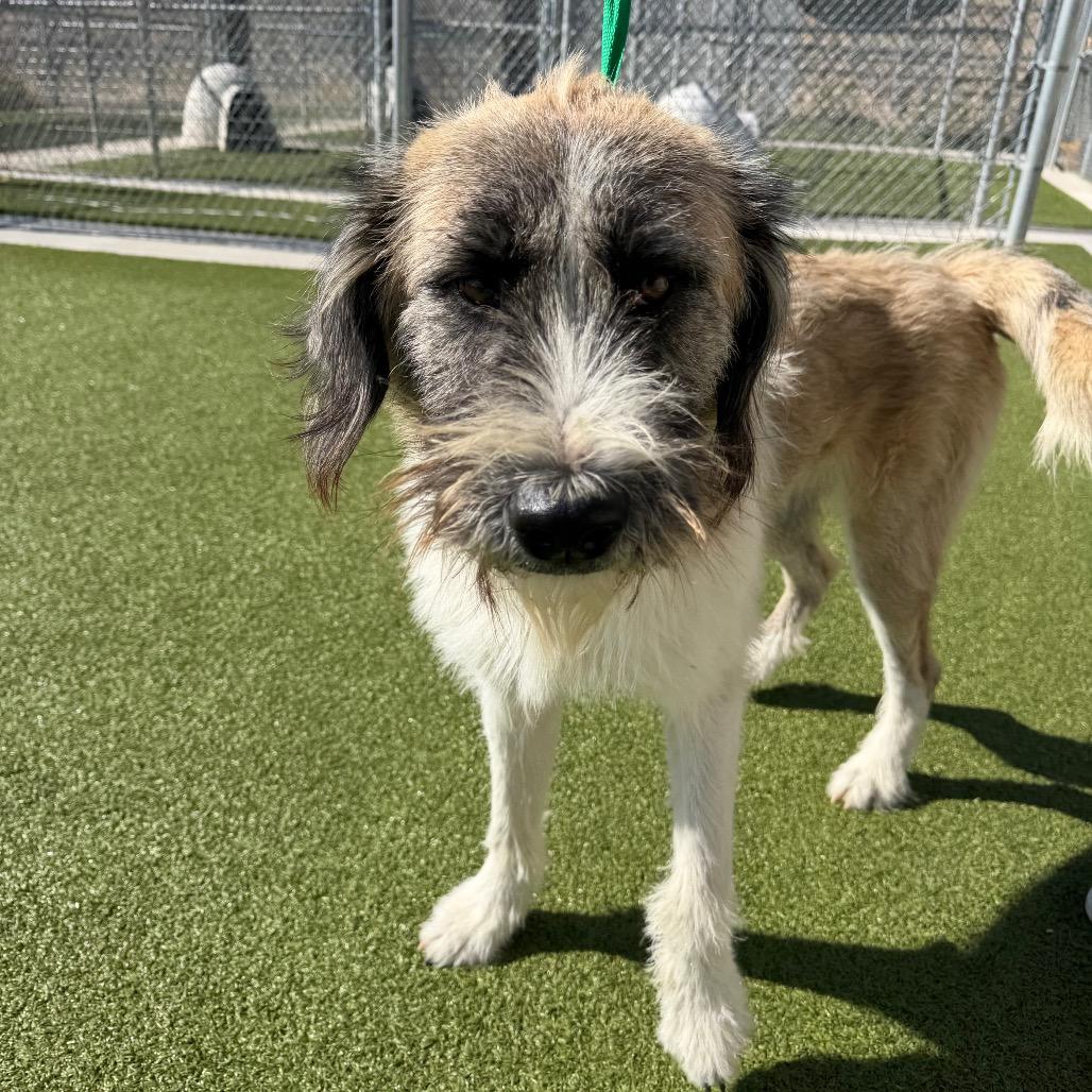 Enlarge Bandit, a Adoptable mixed breed in Cody, WY image 2/5