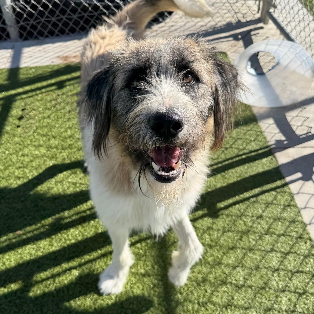 Enlarge Bandit, a Adoptable mixed breed in Cody, WY image 3/5