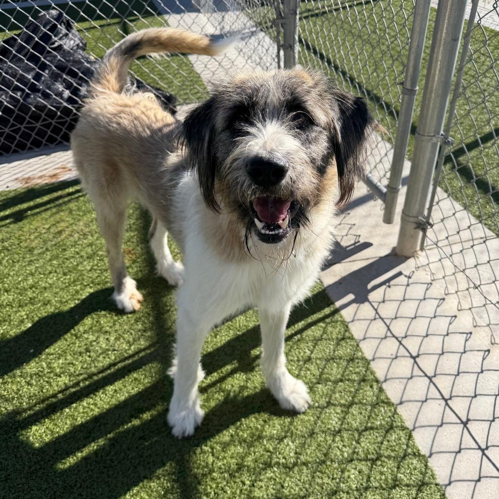 Enlarge Bandit, a Adoptable mixed breed in Cody, WY image 4/5