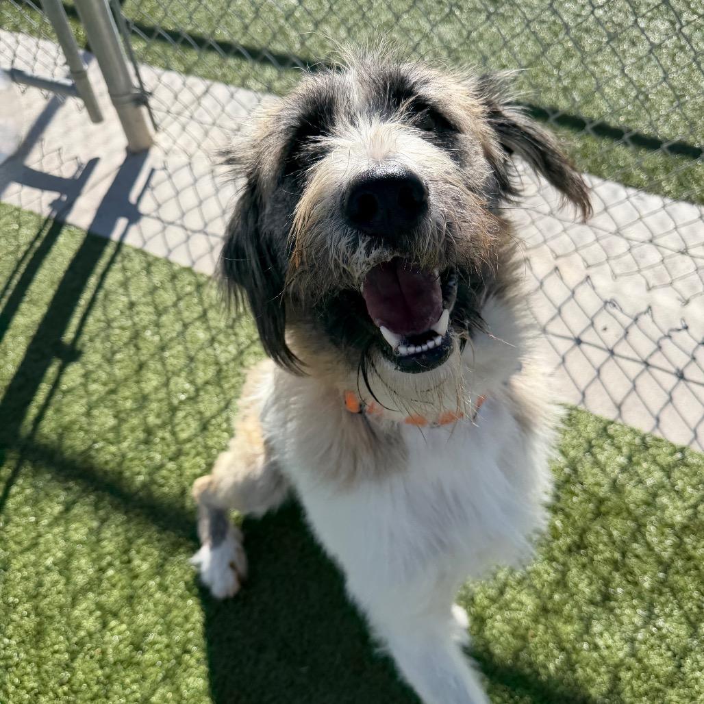 Enlarge Bandit, a Adoptable mixed breed in Cody, WY image 5/5