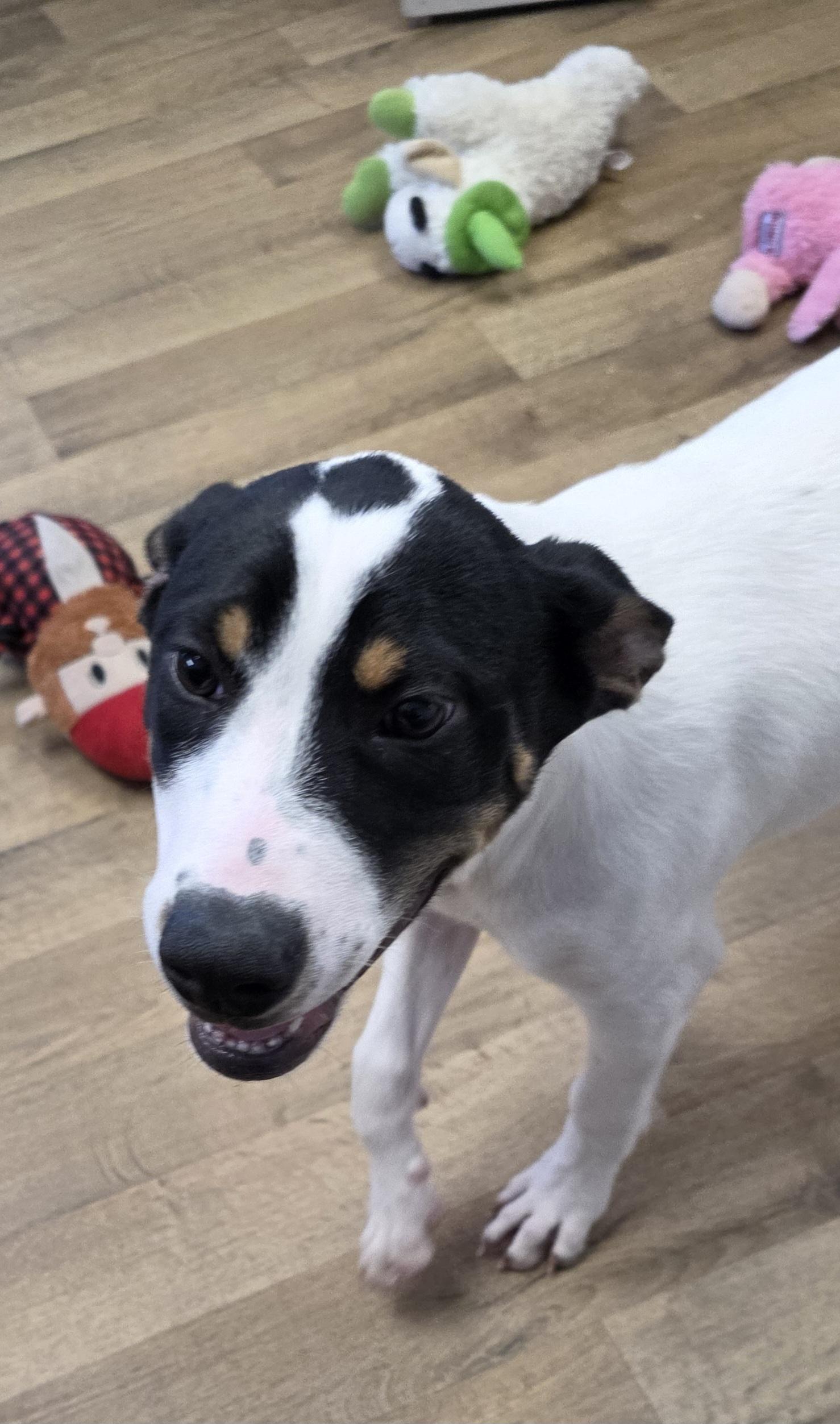 August, an adoptable Border Collie, Mixed Breed in Polson, MT, 59860 | Photo Image 3