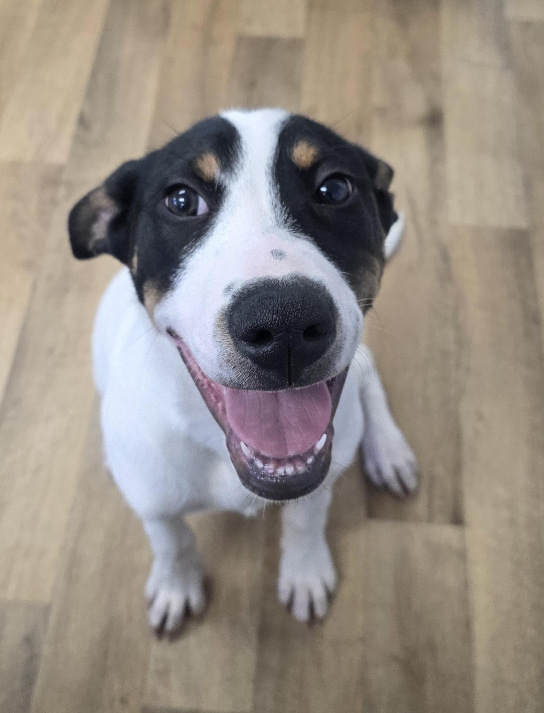 August, an adoptable Border Collie, Mixed Breed in Polson, MT, 59860 | Photo Image 1