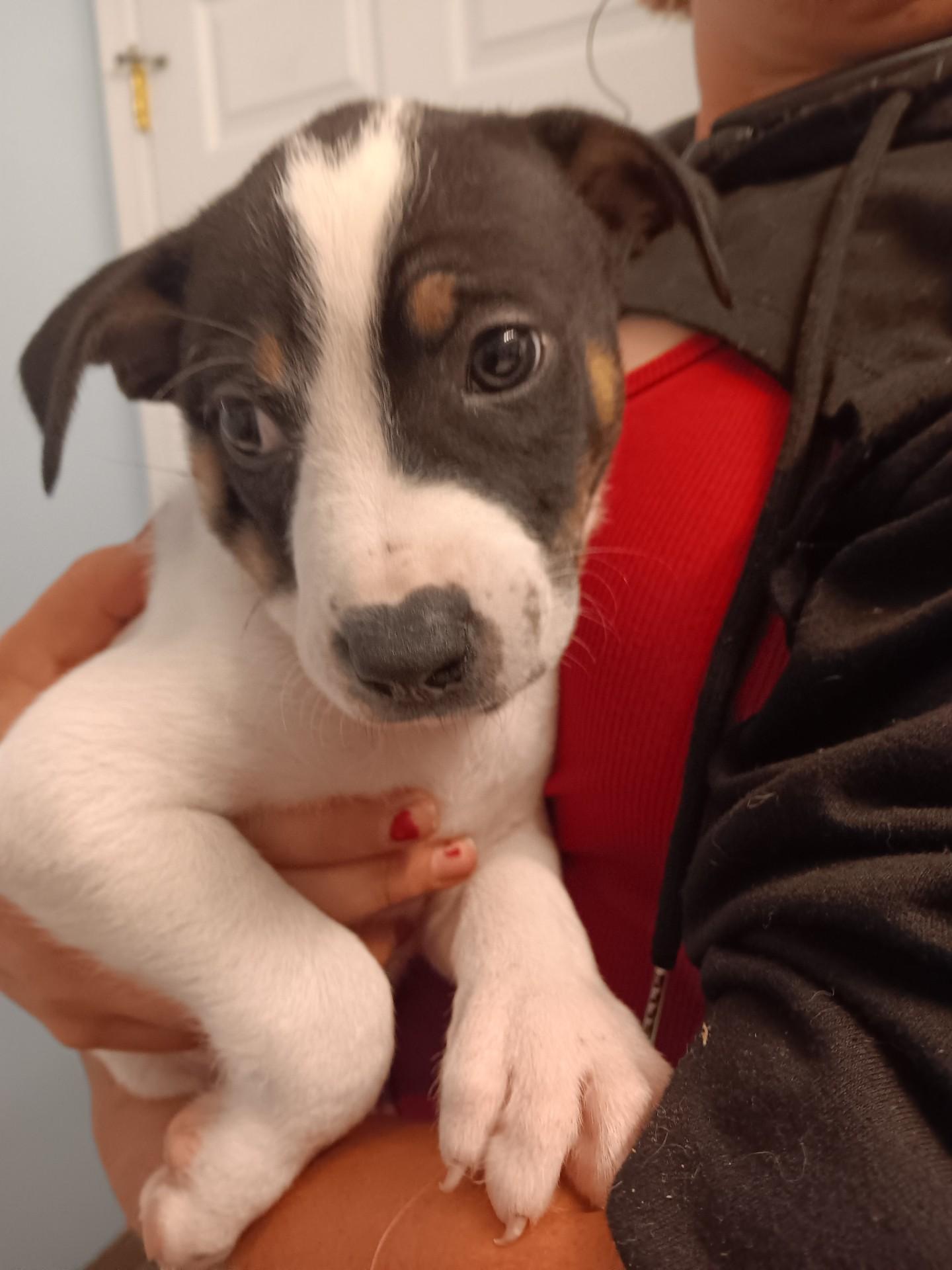 August, an adoptable Border Collie, Mixed Breed in Polson, MT, 59860 | Photo Image 1