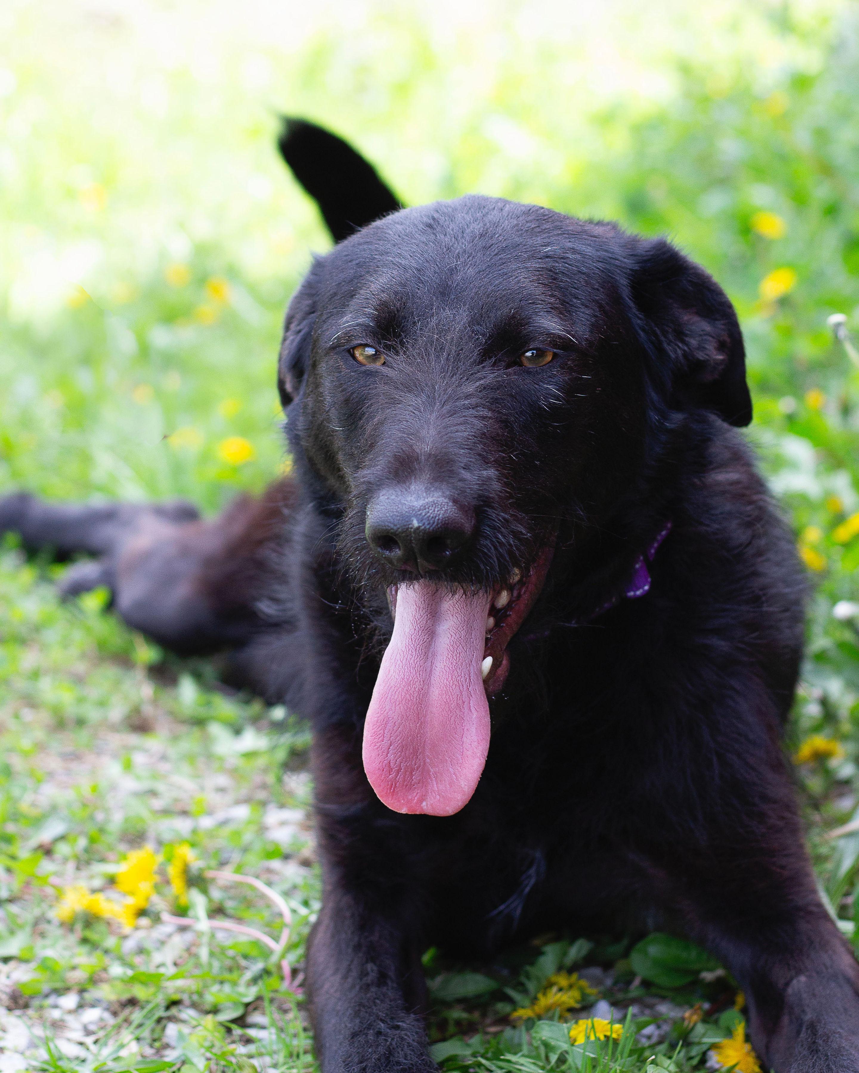 Enlarge Shadow, a ADOPTABLE mixed breed in Sunbright, TN image 1/3