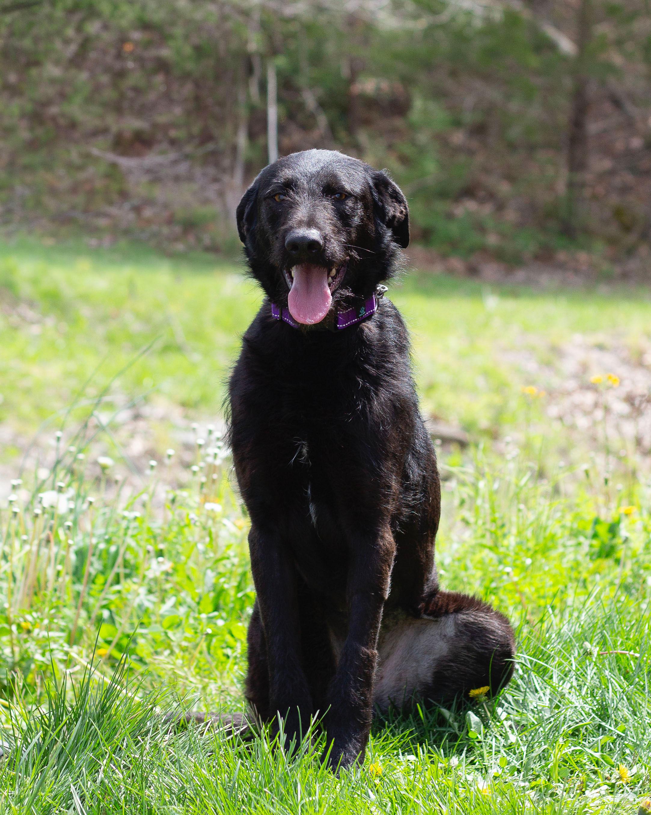 Enlarge Shadow, a ADOPTABLE mixed breed in Sunbright, TN image 3/3