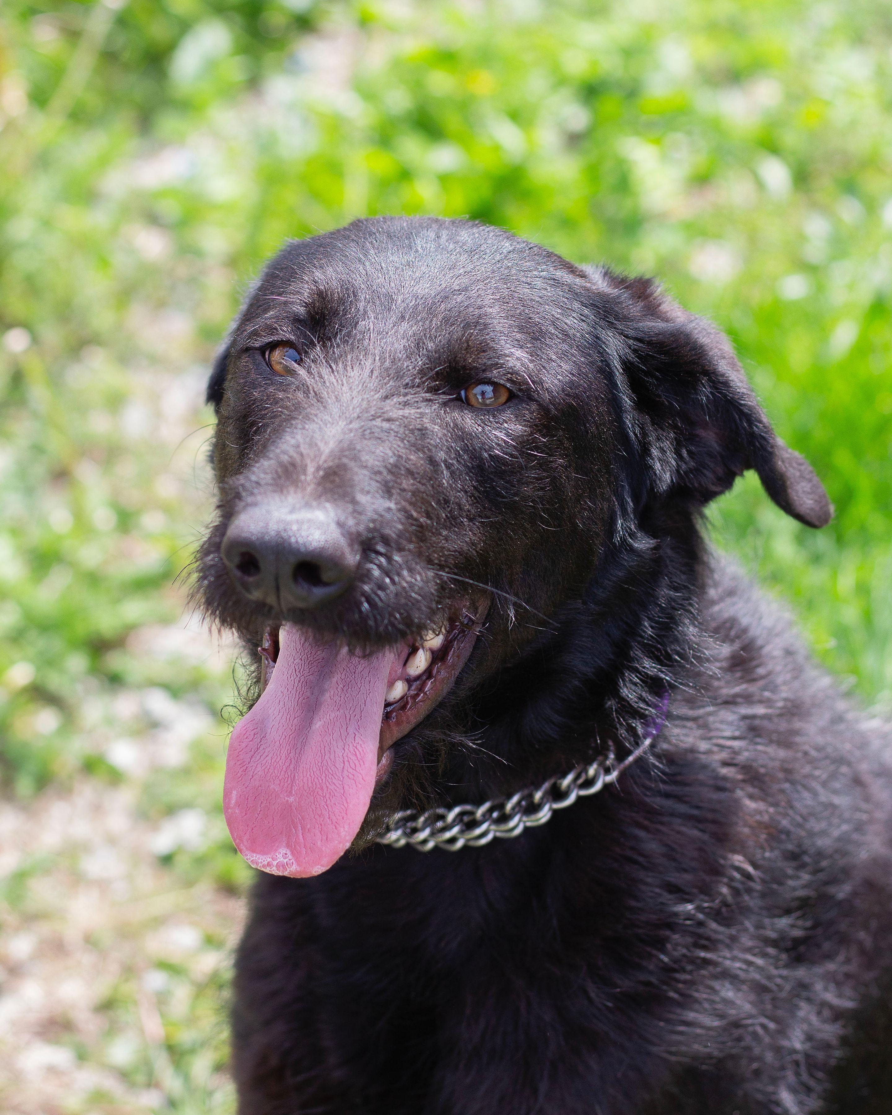 Enlarge Shadow, a ADOPTABLE mixed breed in Sunbright, TN image 2/3