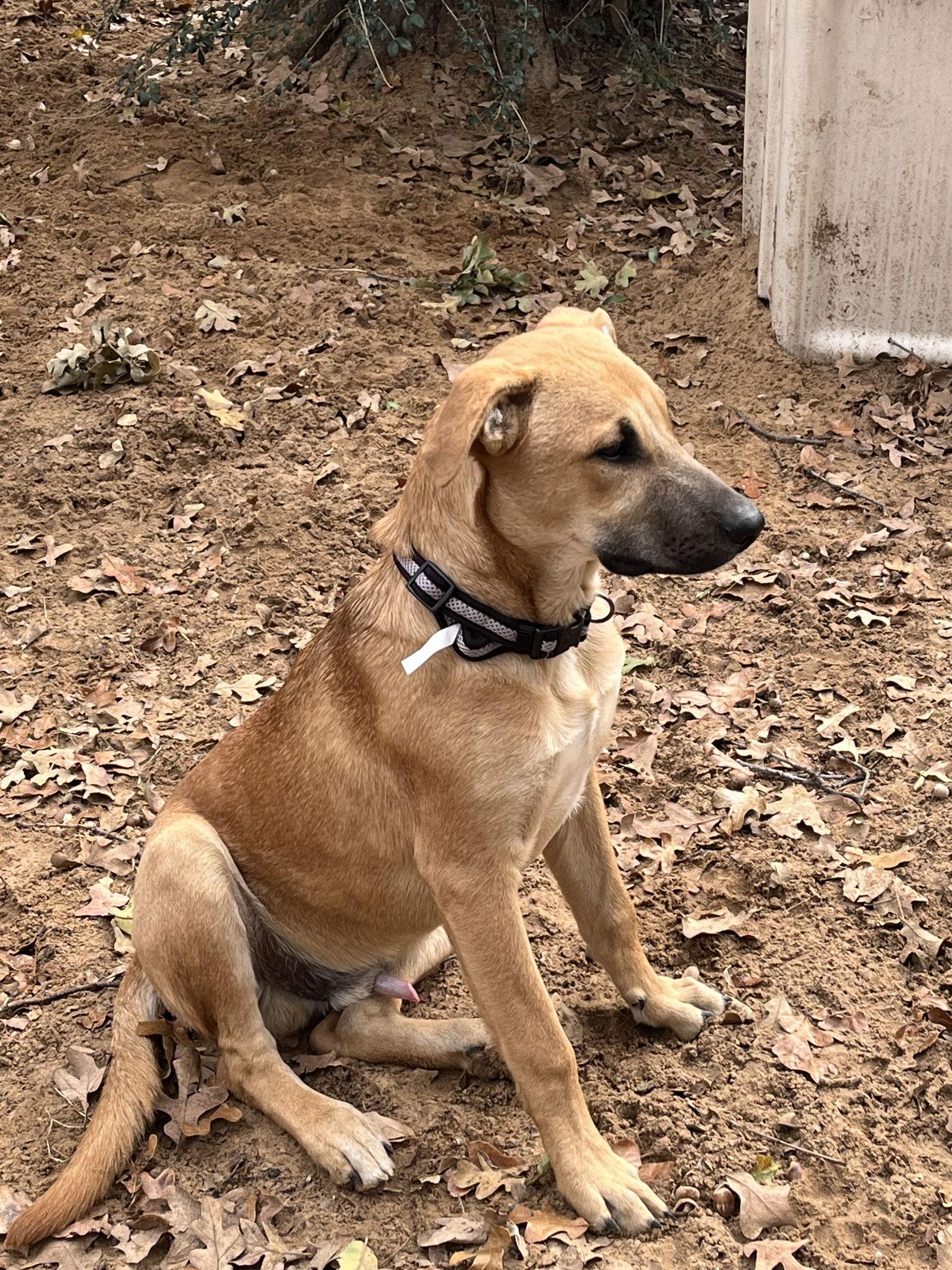 Rembrandt (Remy), Adoptable, Young Male Labrador Retriever & Shepherd.