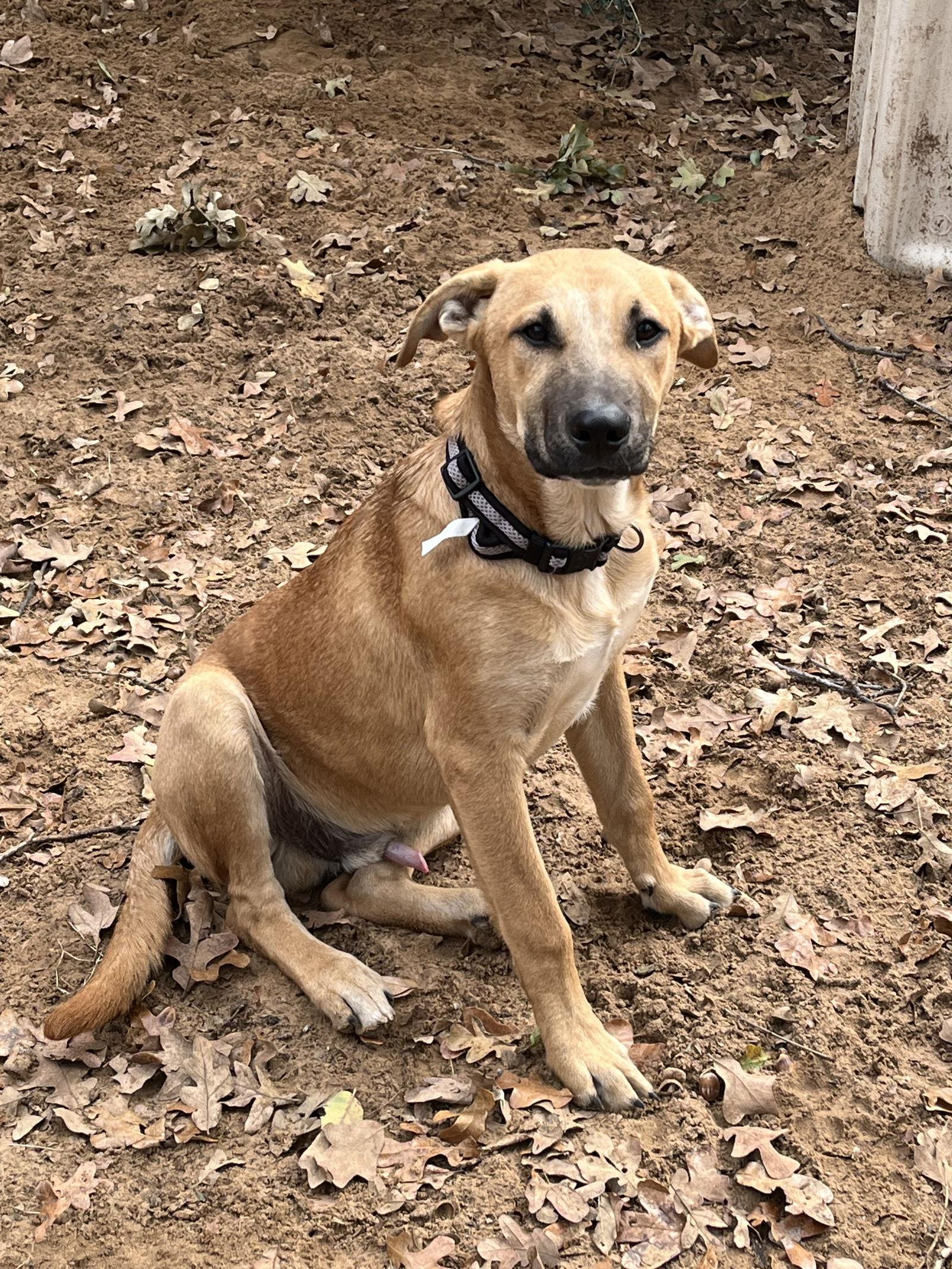 Enlarge Rembrandt (Remy), a Adoptable mixed breed in Fort Worth, TX image 3/3