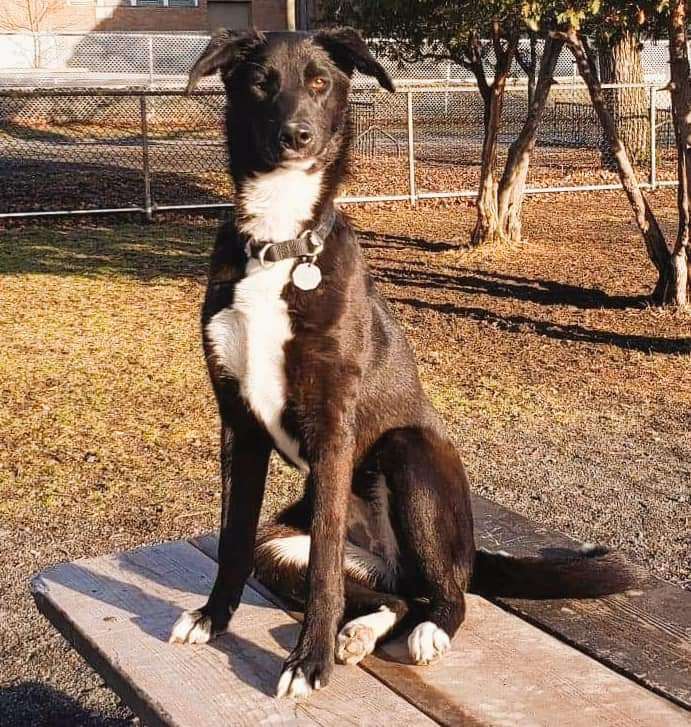 Enlarge Nova, a Adopted mixed breed in Trois-Rivieres, QC image 1/1