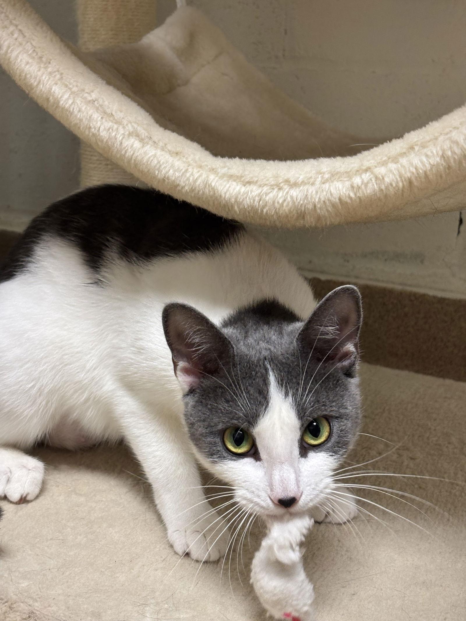 Misty-pending, Adoptable, Adult Female Domestic Short Hair.