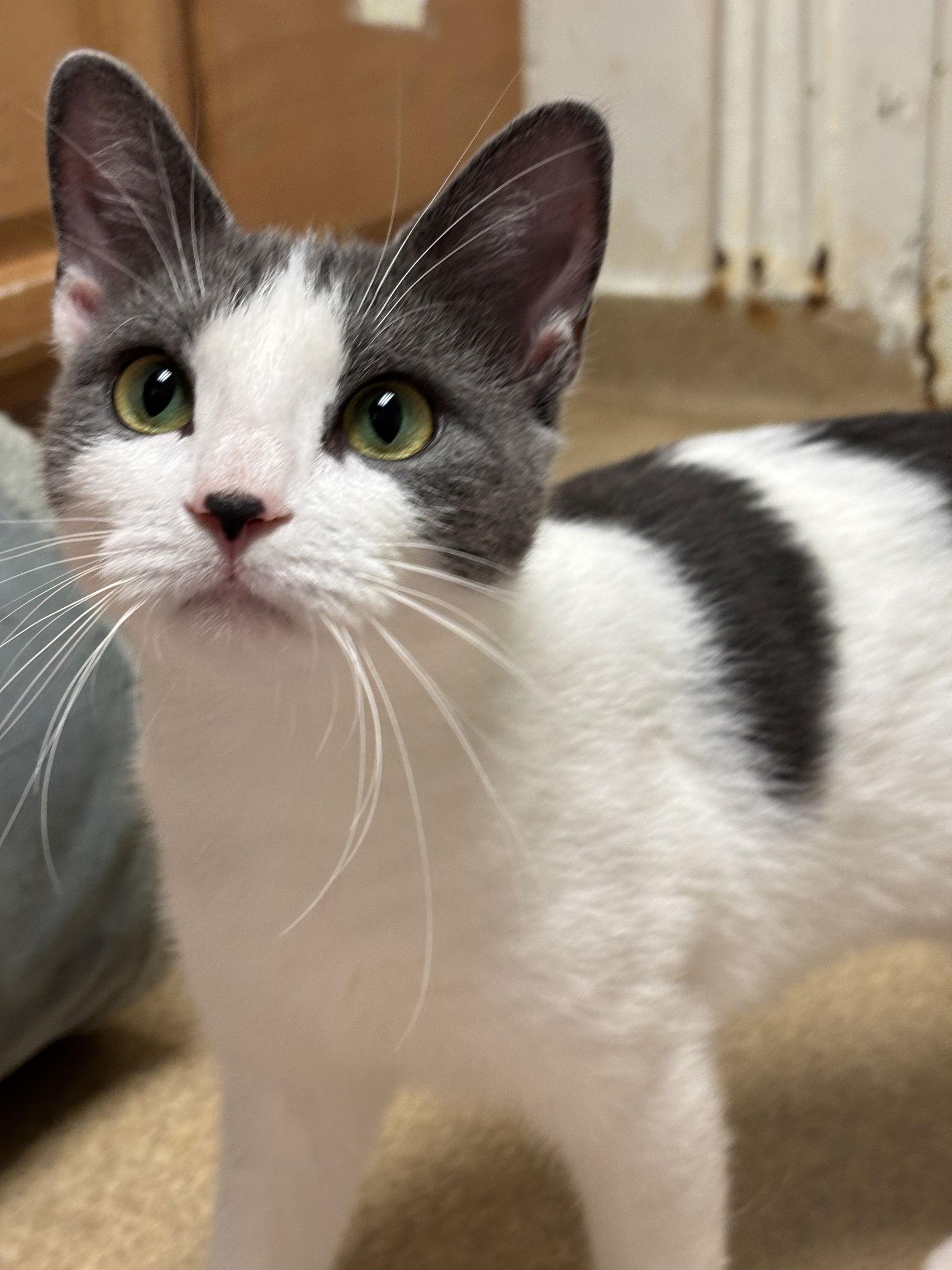 Enlarge Misty-pending, a Adoptable Domestic Short Hair in Brick, NJ image 2/3