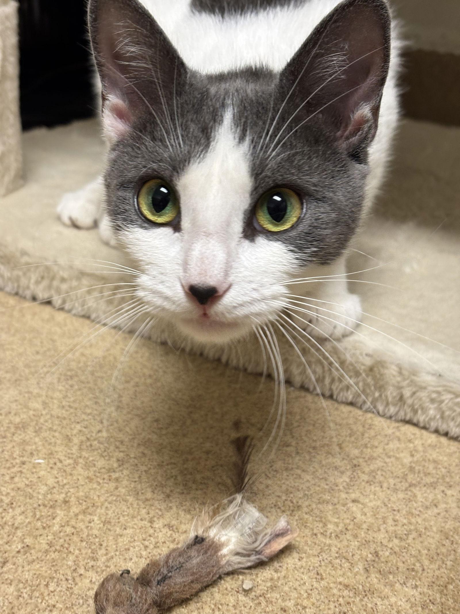 Enlarge Misty-pending, a Adoptable Domestic Short Hair in Brick, NJ image 3/3