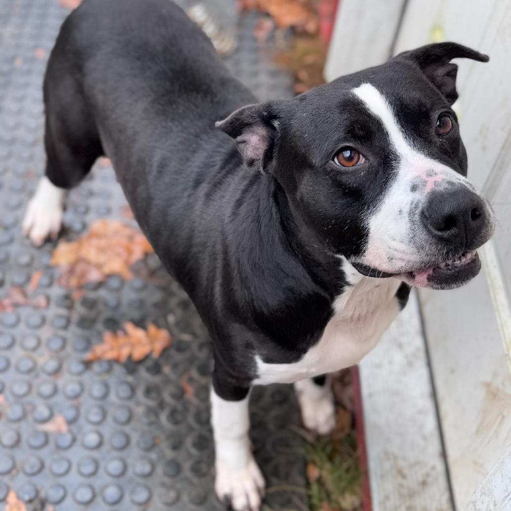 Enlarge Agatha, a Adoptable mixed breed in Fairmont, WV image 1/2