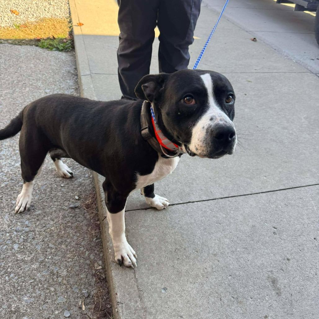 Enlarge Agatha, a Adoptable mixed breed in Fairmont, WV image 2/2