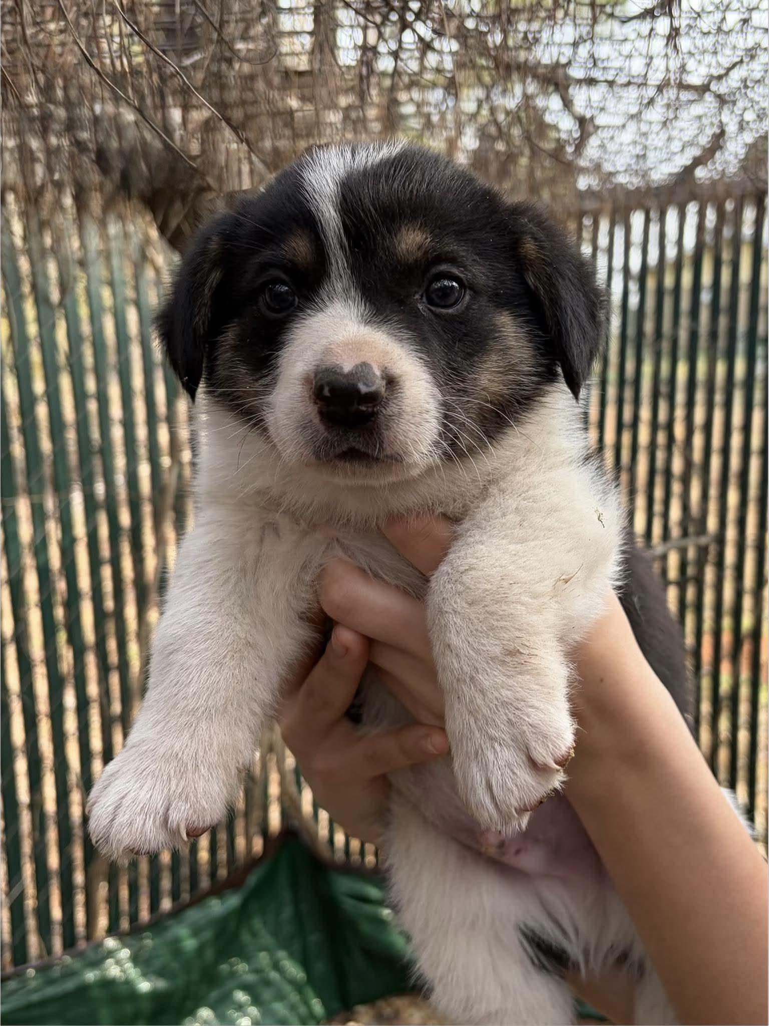 Enlarge Cheese, a Adoptable mixed breed in New Baltimore, MI image 2/2