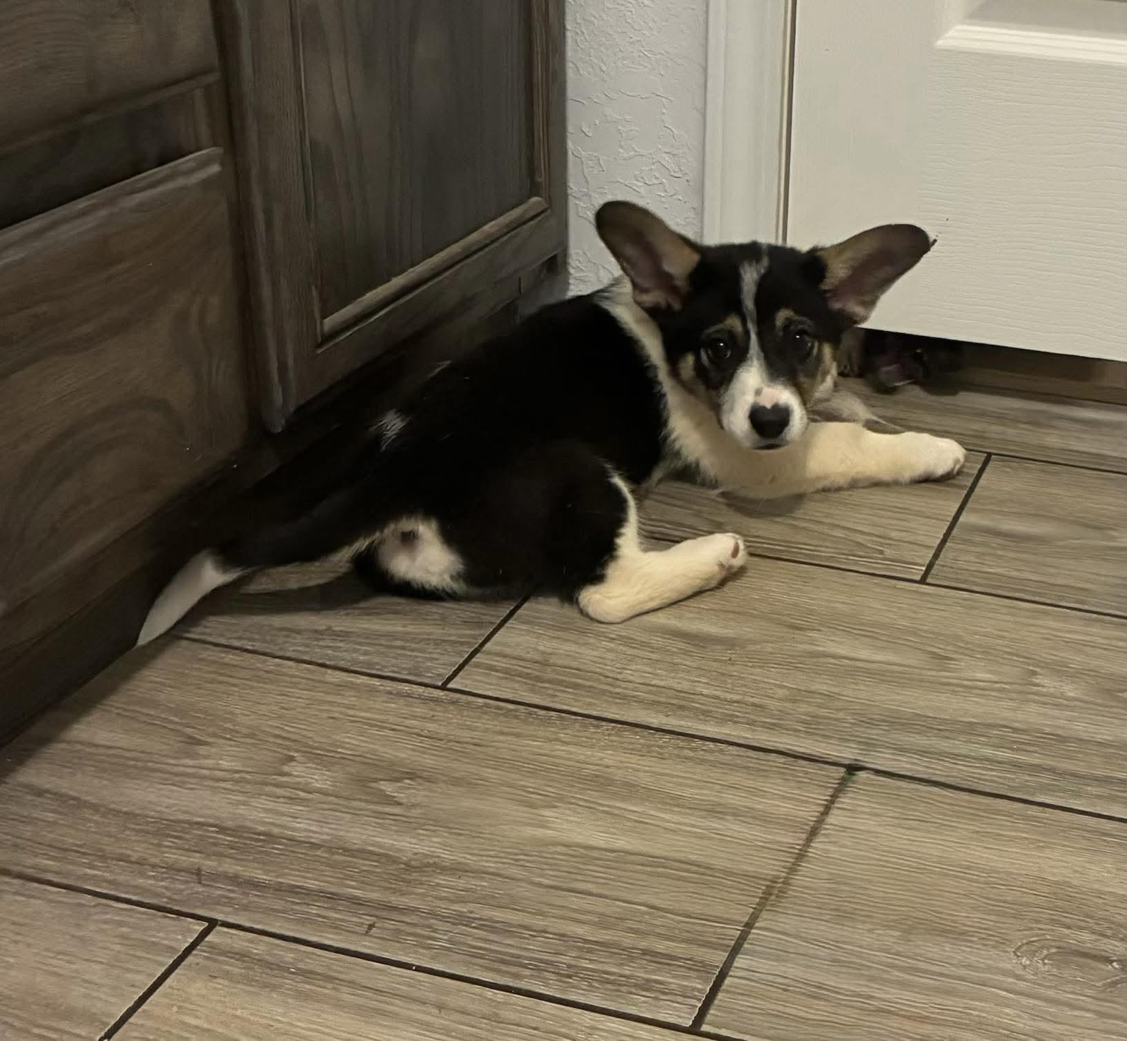 Cheese, Adoptable, Puppy Male Australian Cattle Dog / Blue Heeler & Pembroke Welsh Corgi.
