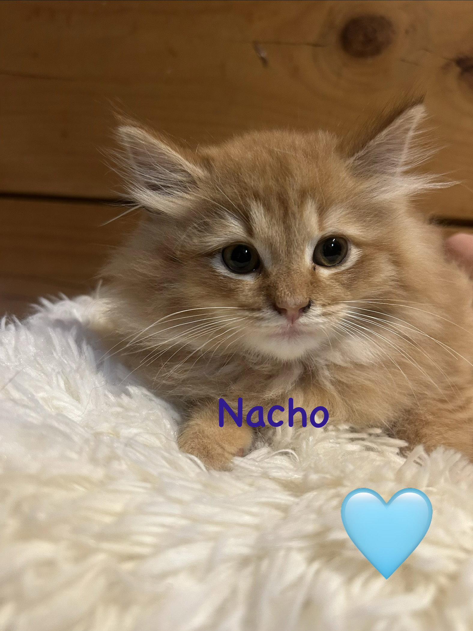 Enlarge Nacho, a Adopted mixed breed in Absecon, NJ image 1/1