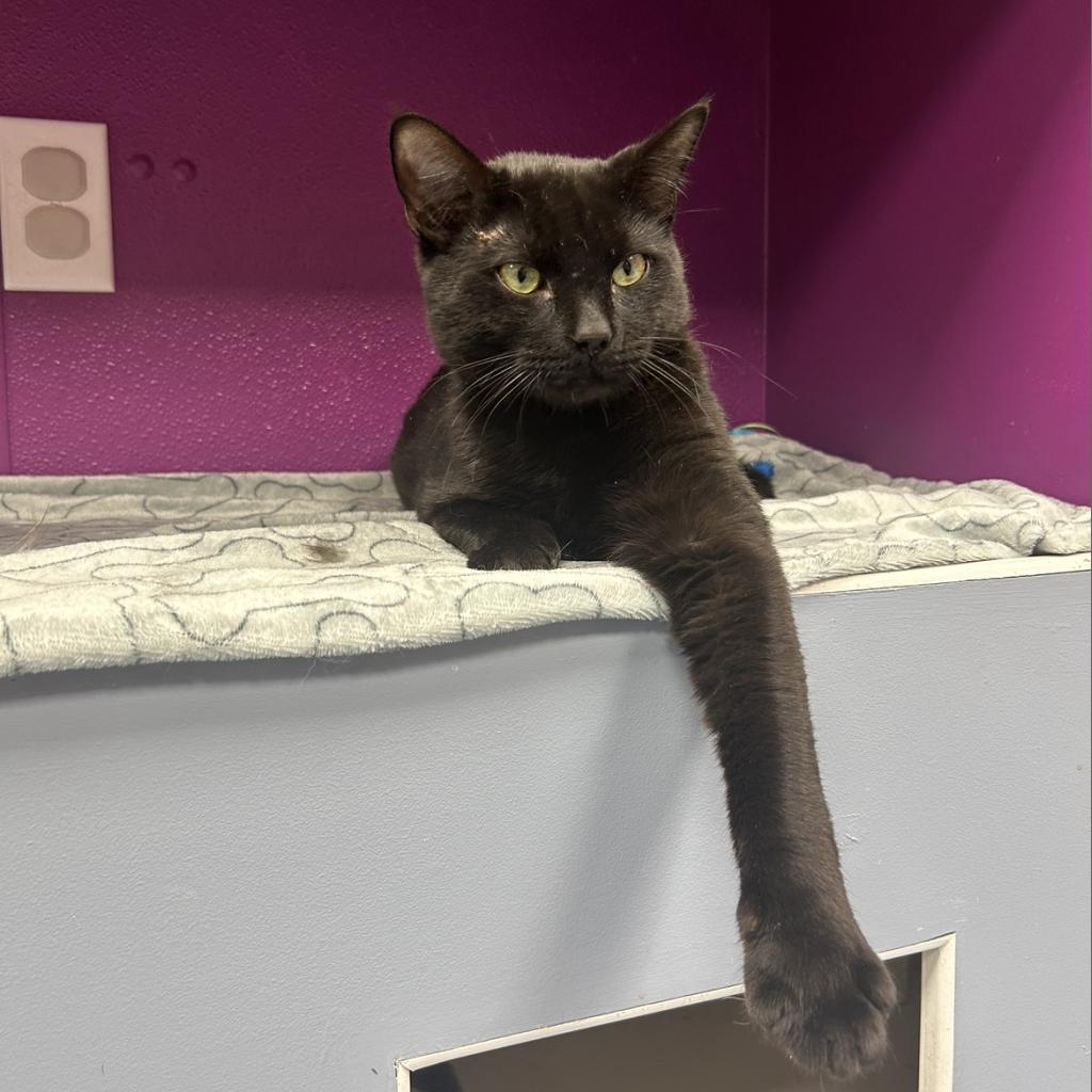 Enlarge Meowchael Phelps, a Adoptable American Shorthair in Lindenwold, NJ image 1/2
